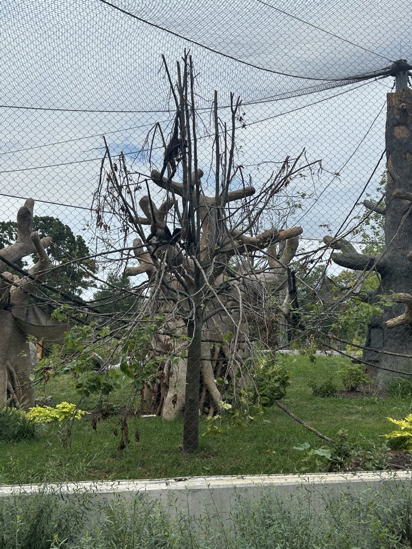 10 Spider Monkeys VS 1 Tree: The Aftermath