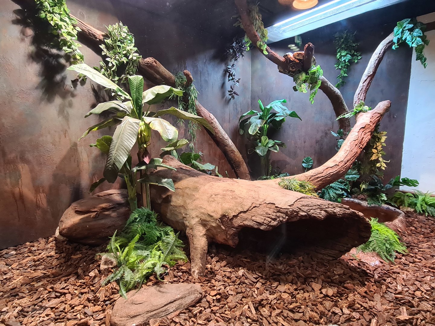 100.000 animal house - Boa constrictor enclosure