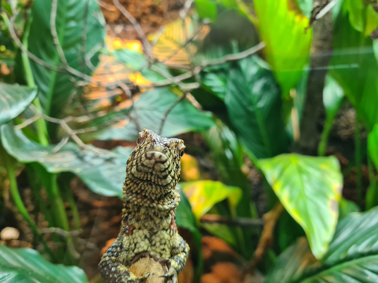 100.000 animal house - Chinese crocodile lizard