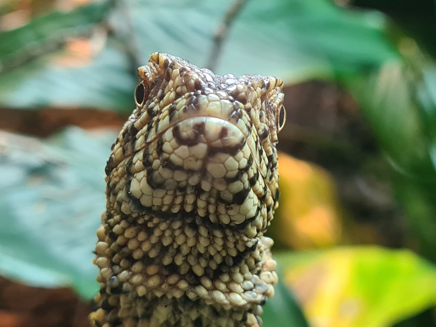 100.000 animal house - Chinese crocodile lizard