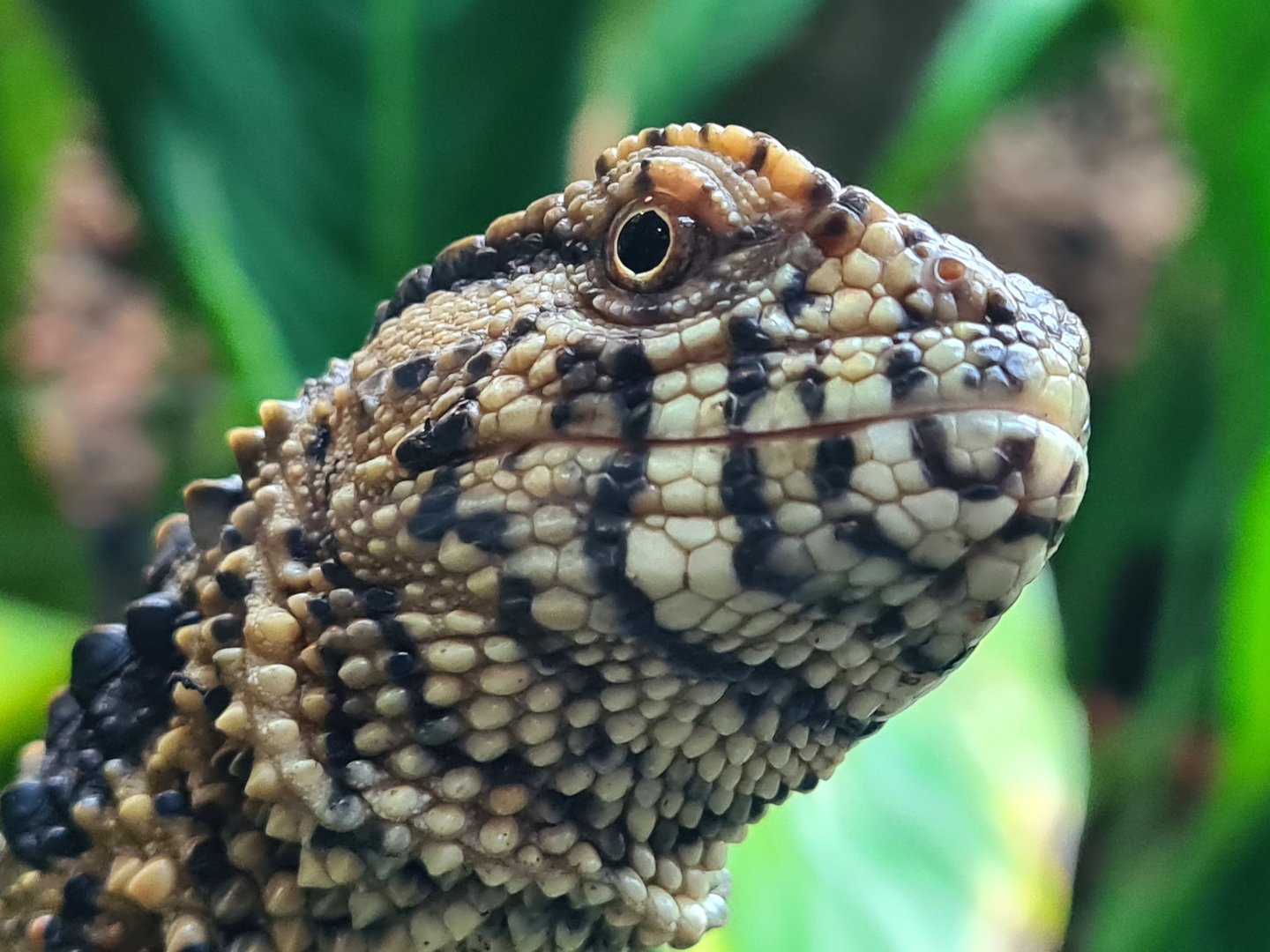 100.000 animal house - Chinese crocodile lizard