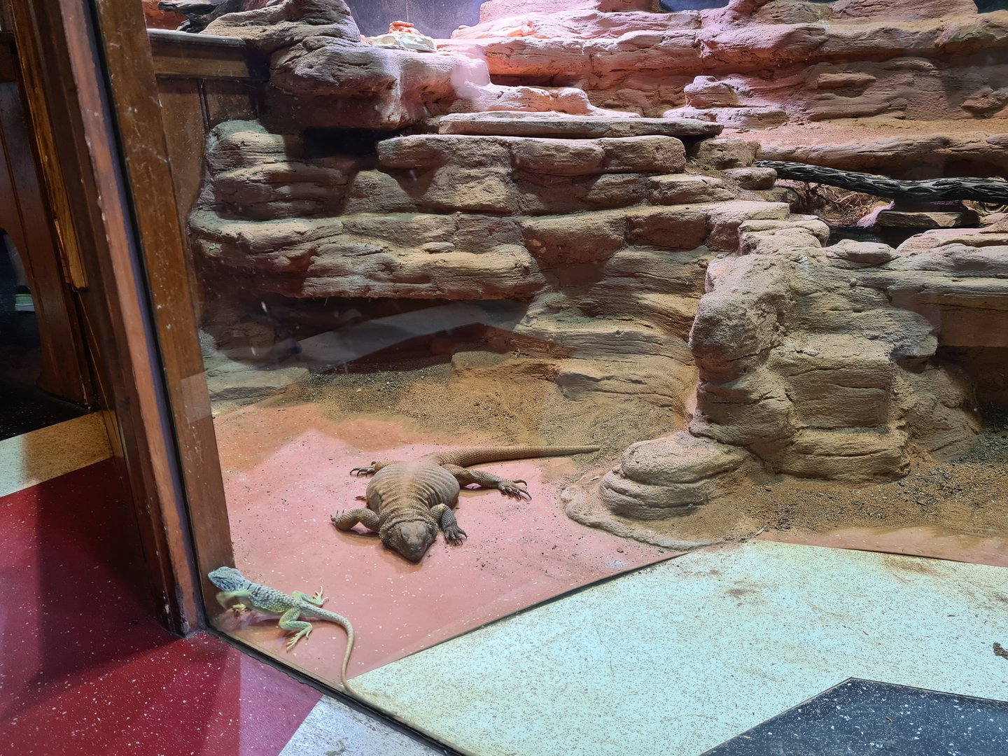 100.000 animal house - Collared lizards and Chuckwalla