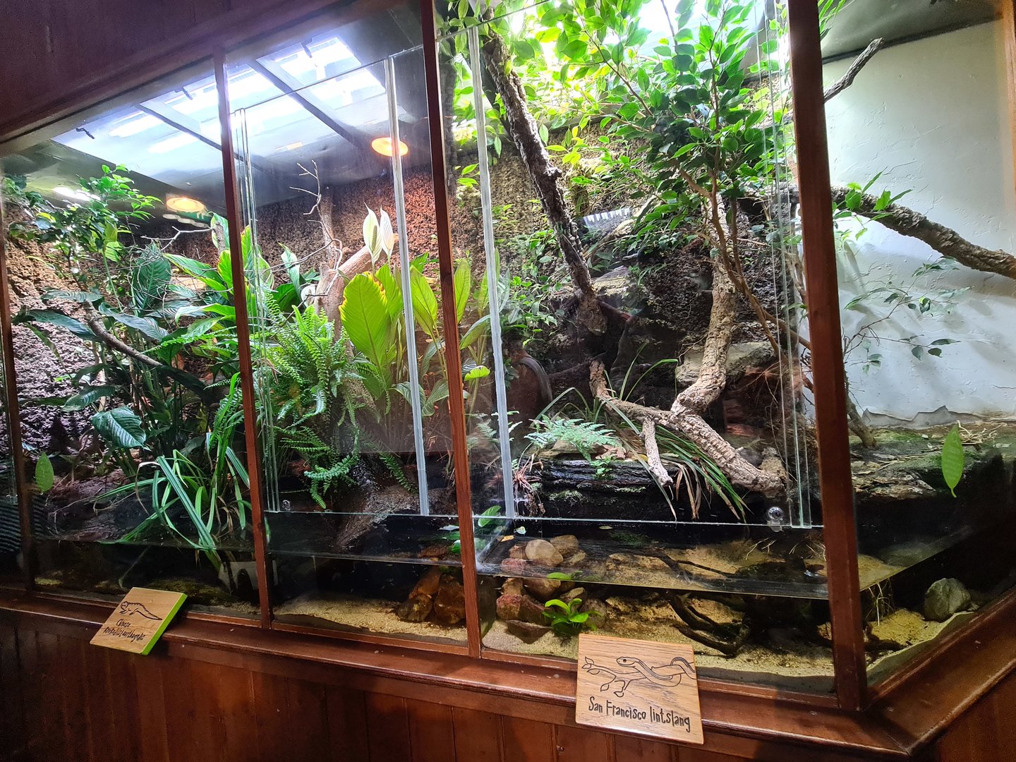 100.000 animal house - Gartersnake (right) and Crocodile lizard (left)