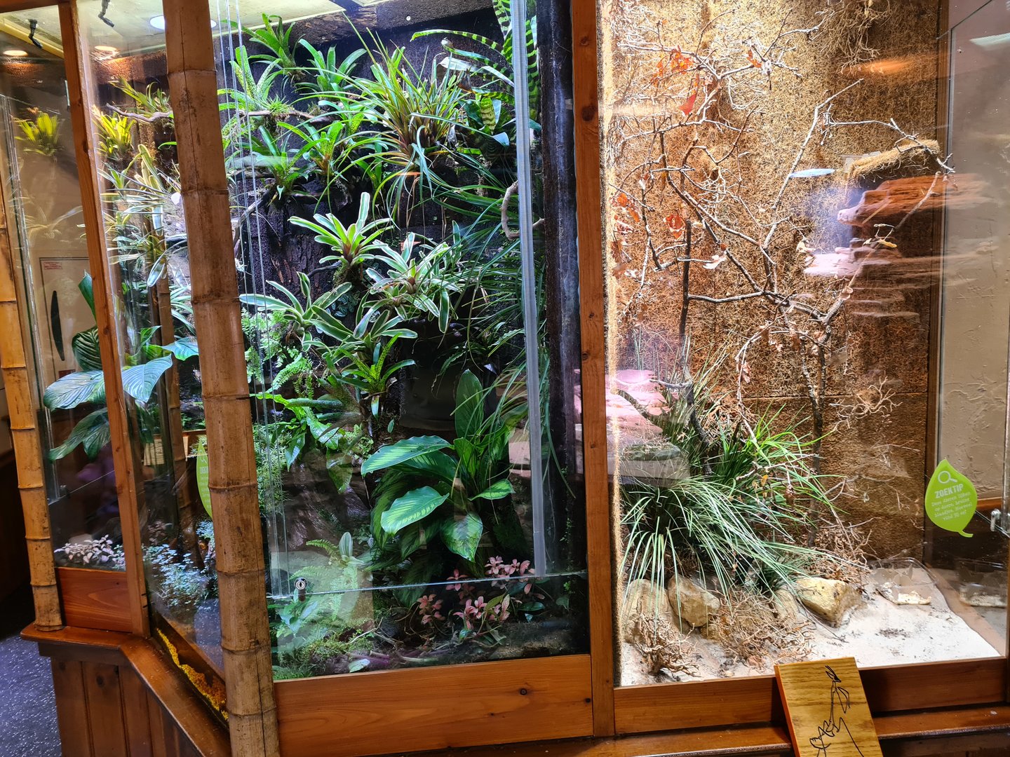 100.000 animal house - Golden mantella (left) and Violin mantis (right)