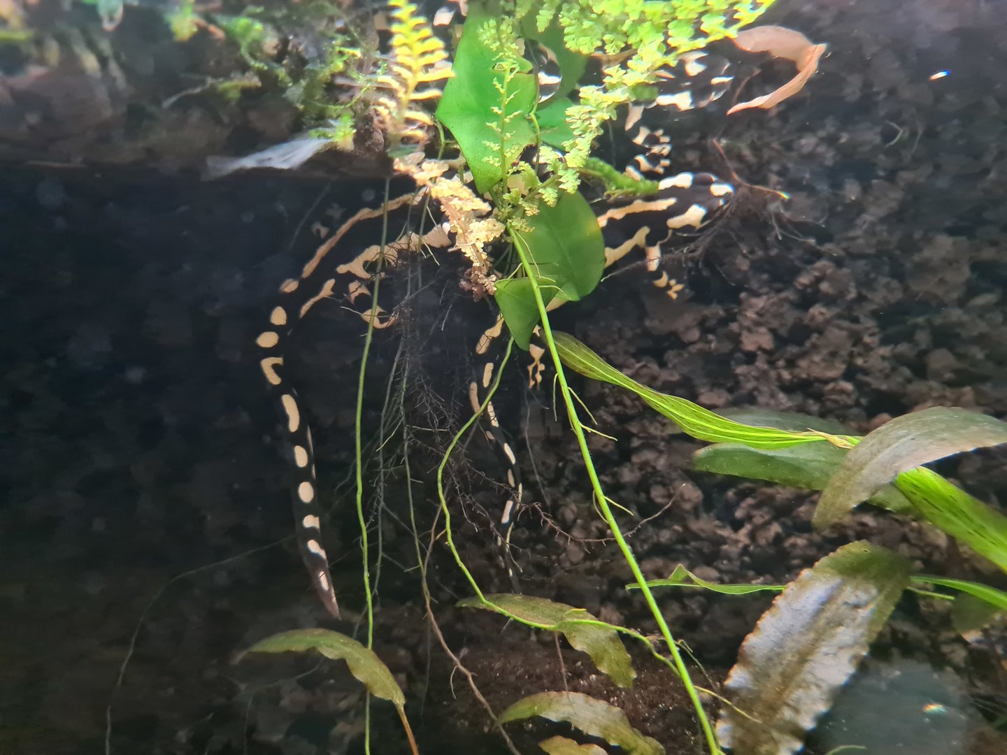 100.000 animal house - Kaiser's spotted newts