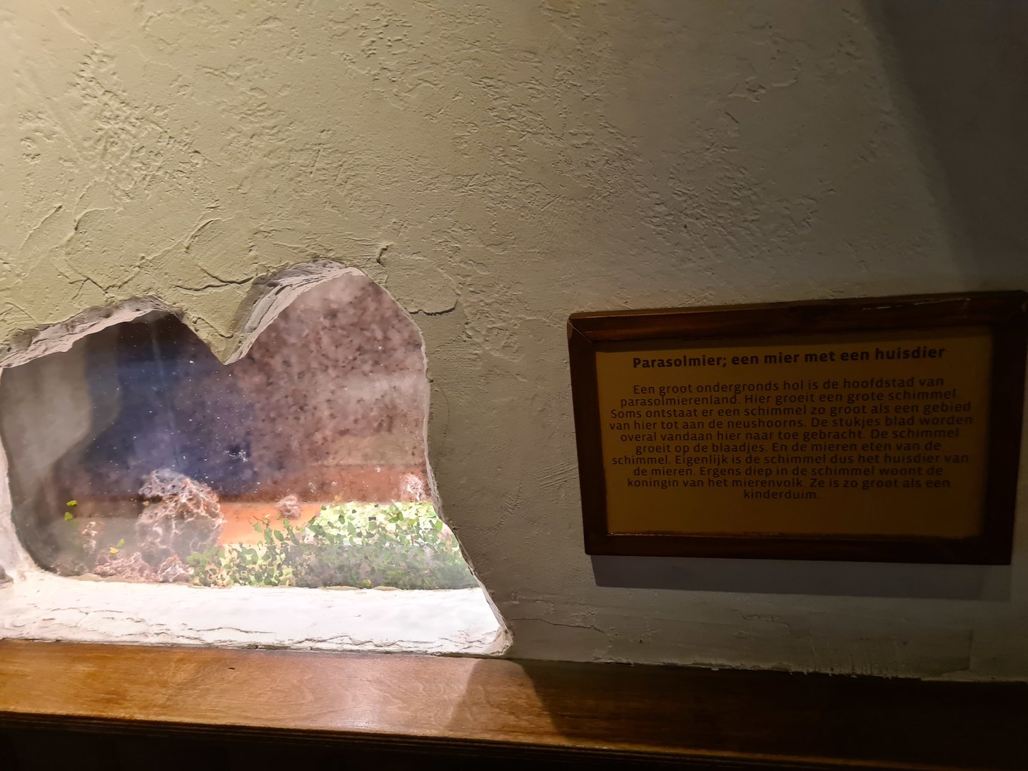 100.000 animal house - Leafcutter ants nest room