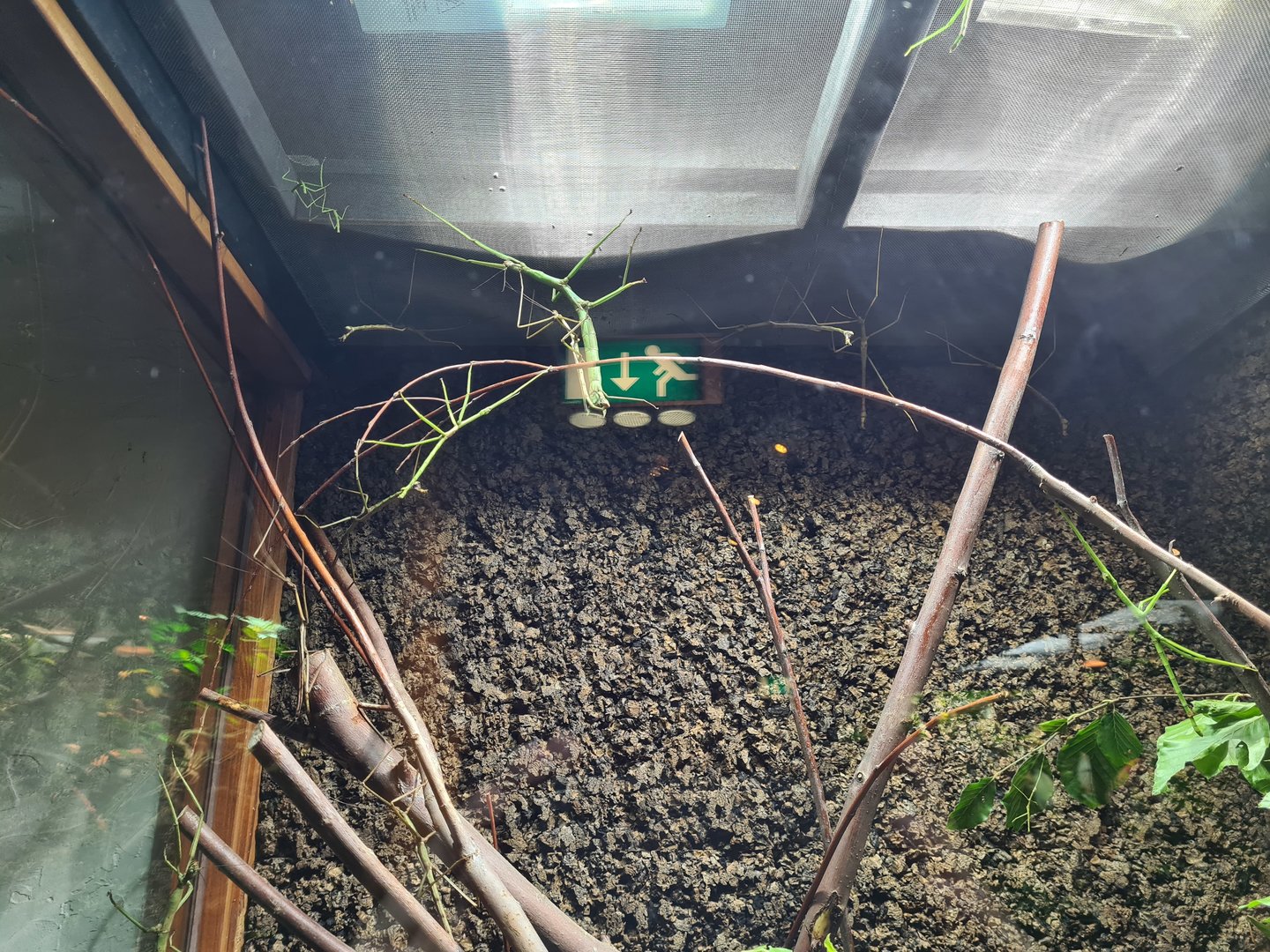 100.000 animal house - Malayan giant stick insects