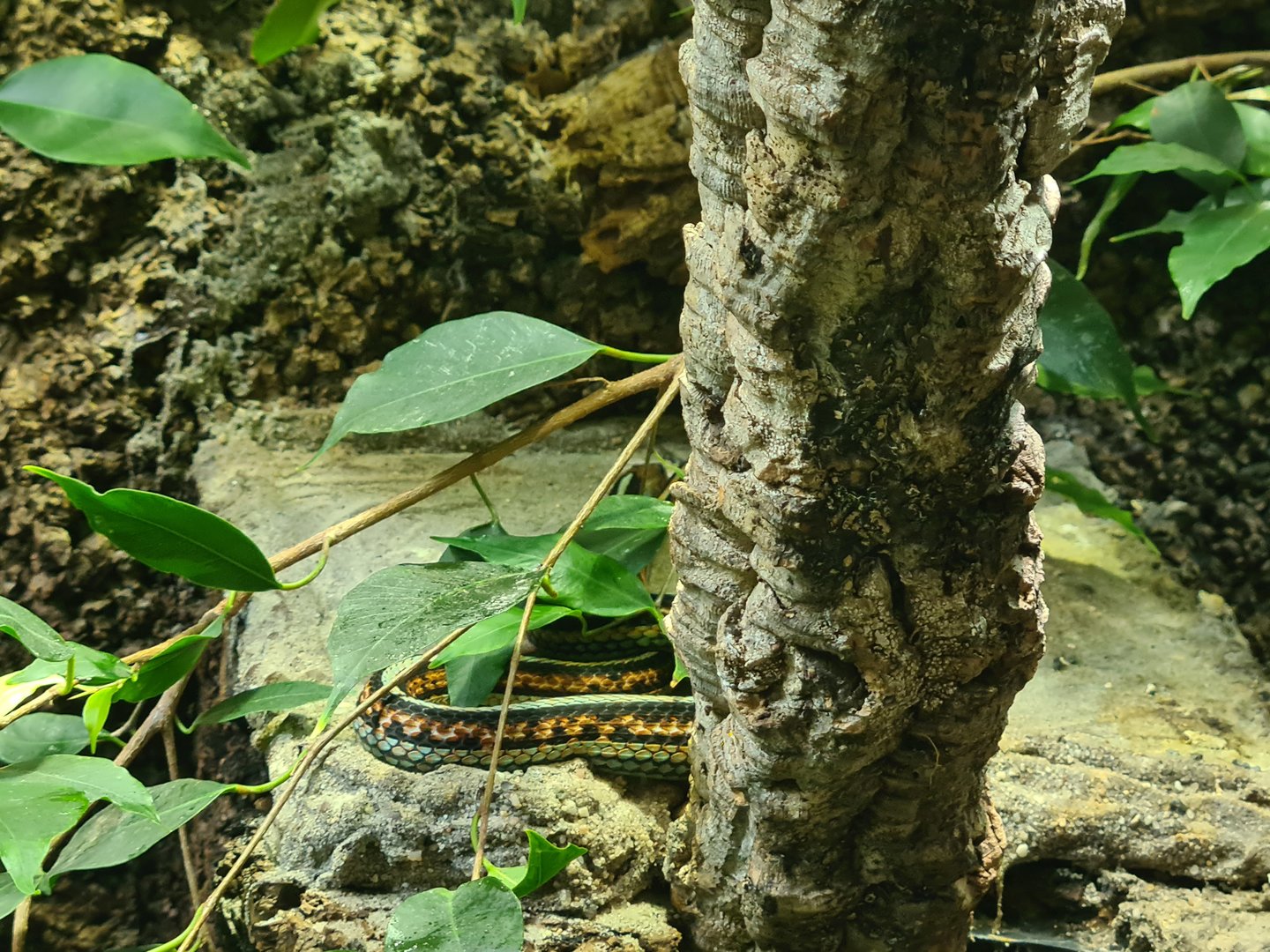 100.000 animal house - San Fransisco gartersnake