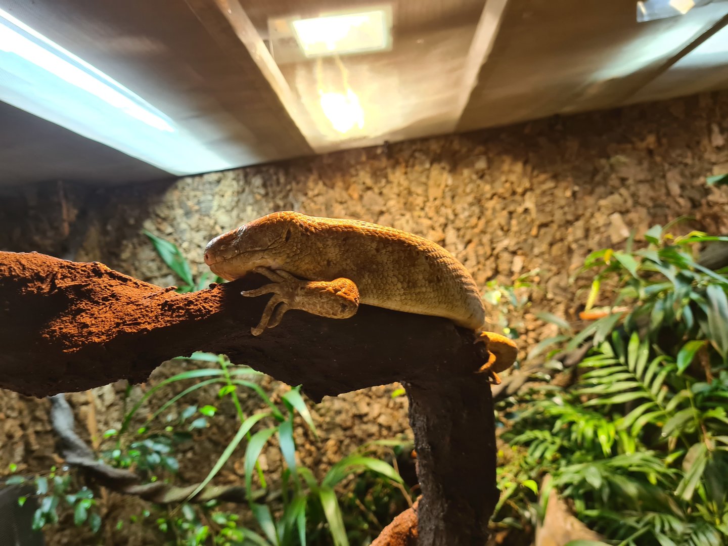 100.000 animal house - Solomon island skink