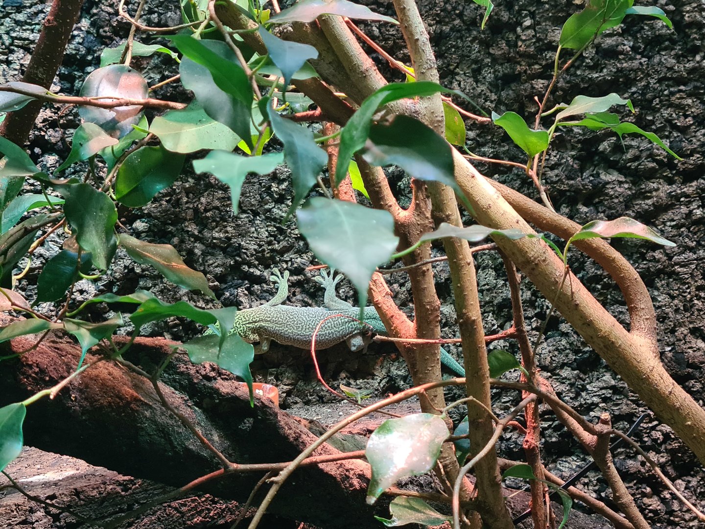 100.000 animal house - Standing's day gecko