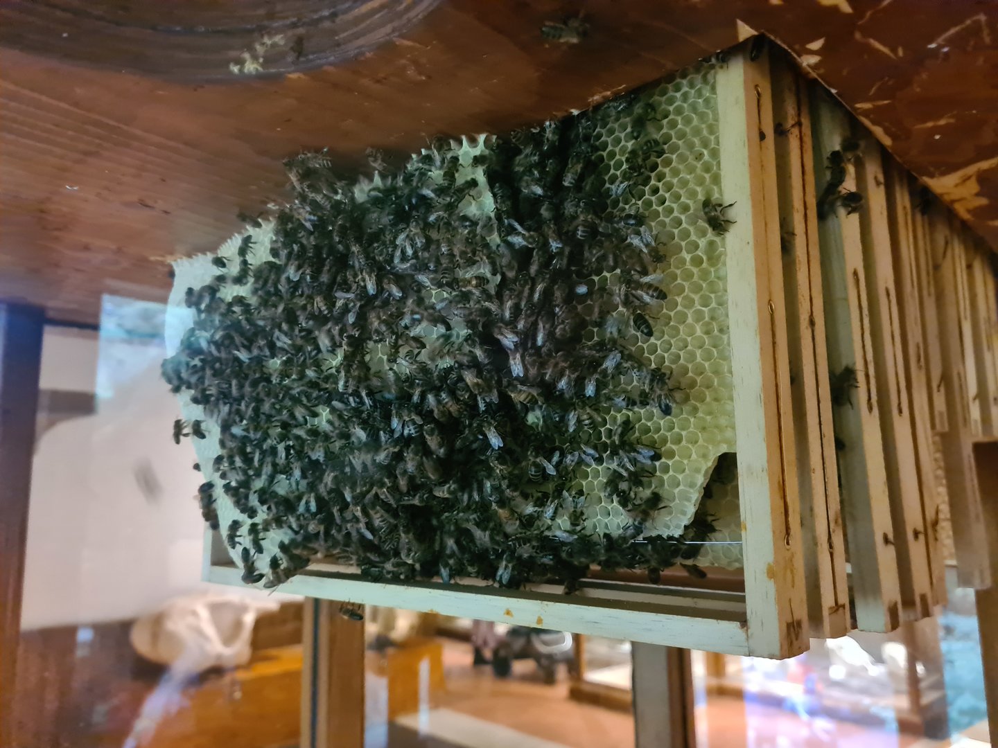 100.000 animal house - Wild honey bees