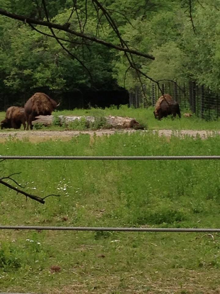 10306624_10203998373101265_5706571233875007054_n