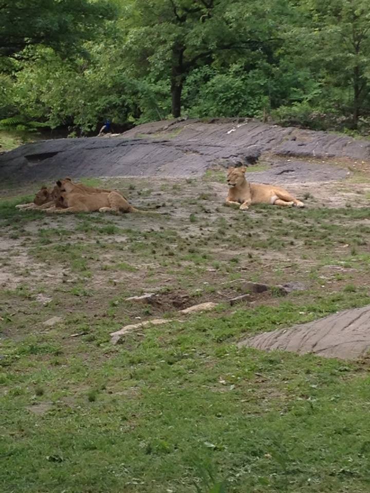 10414544_10203998365421073_1420704913712494490_n