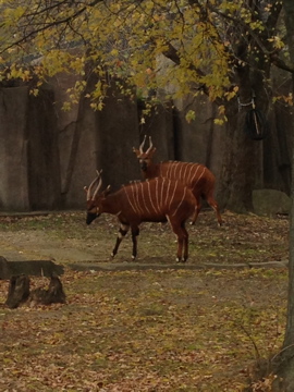 11/1/2014 - Autumn Bongos