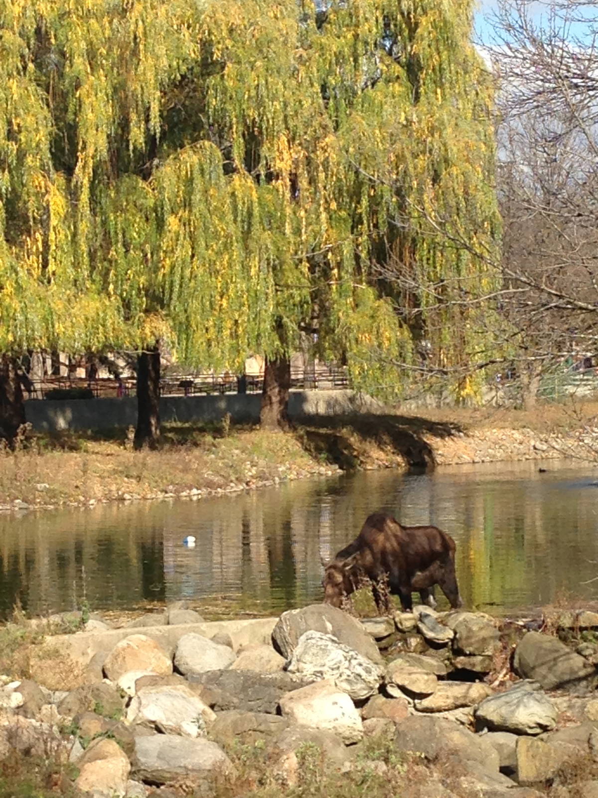 11/1/2014 - Autumn Moose