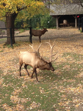 11/1/2014 - Comanche
