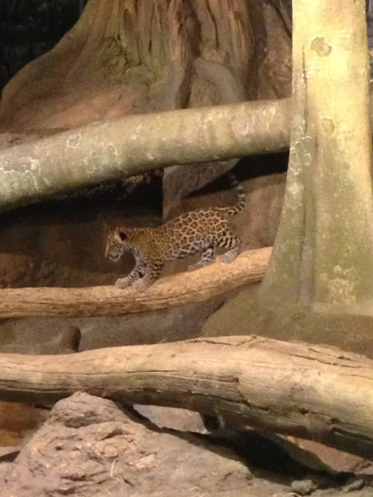 11/1/2014 - Jaguar Cub