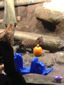 11/1/2014 - Jaguar Cub