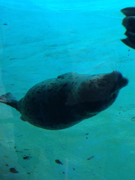 11/1/2014 - King Julian