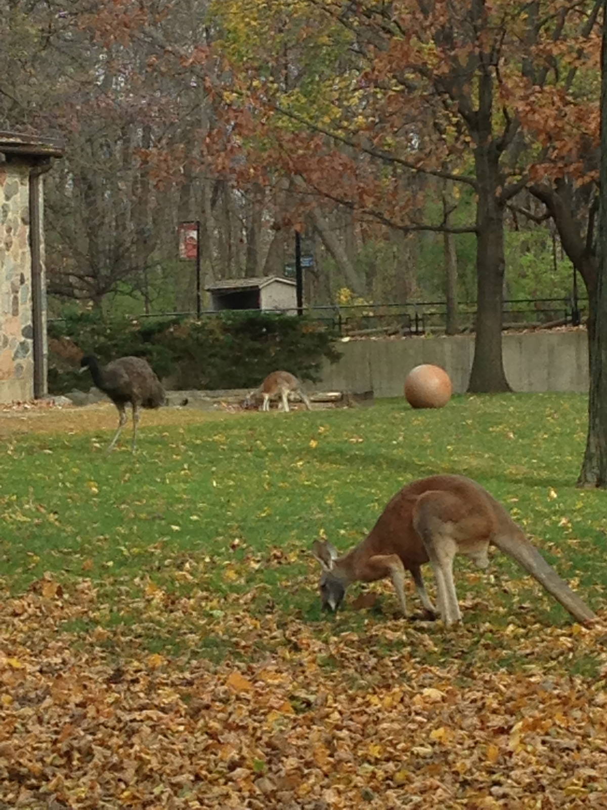 11/1/2014 - Red Kangaroos and Emu