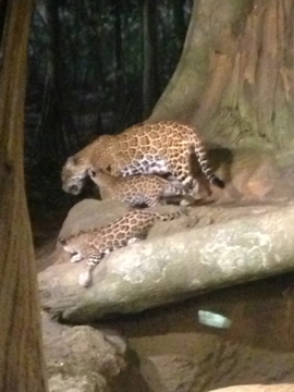 11/1/2014 - Stella and Cubs