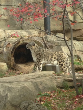 11/1/2014 - Tomoris the Proud Mother