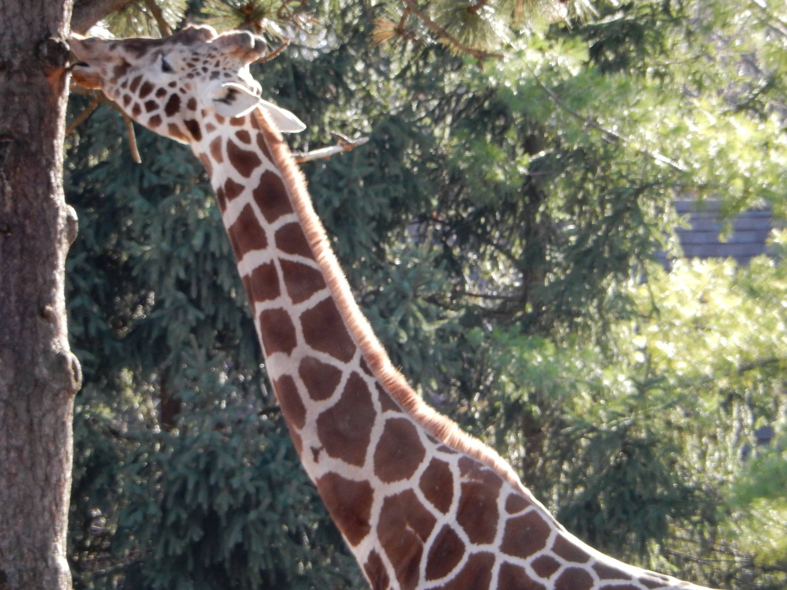 11/14/2015 - Bahatika the Proud Father