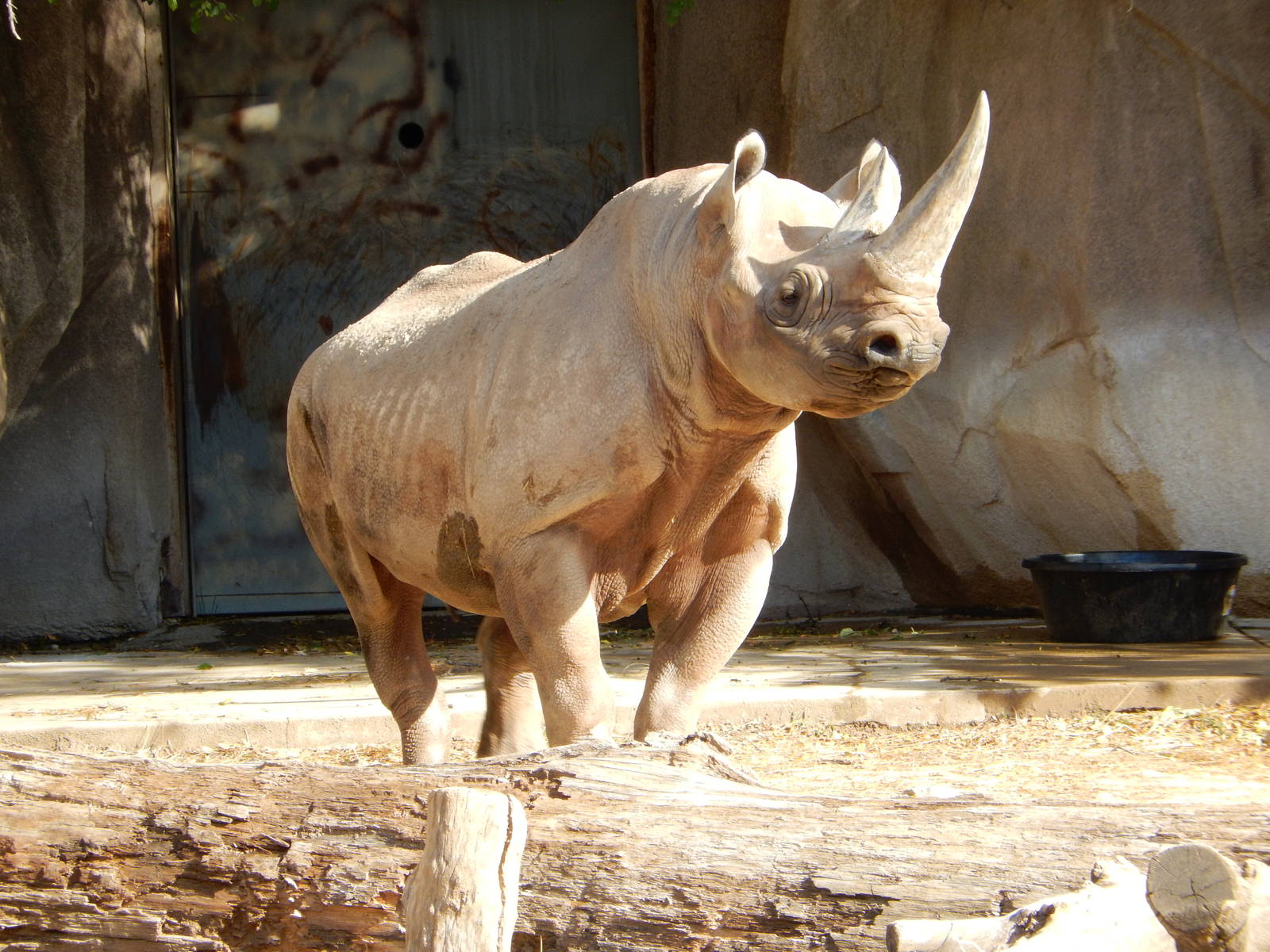 11/14/2015 - Black Rhino