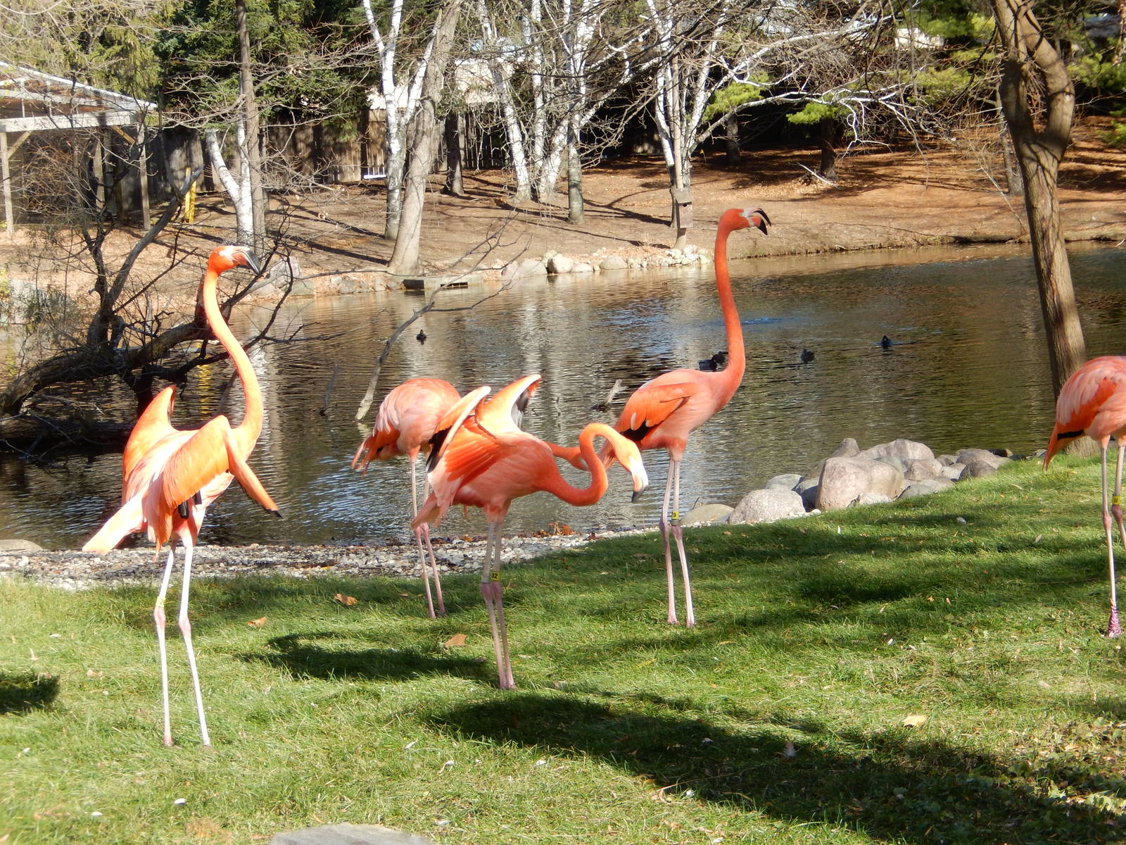 11/14/2015 - Caribbean Flamingos