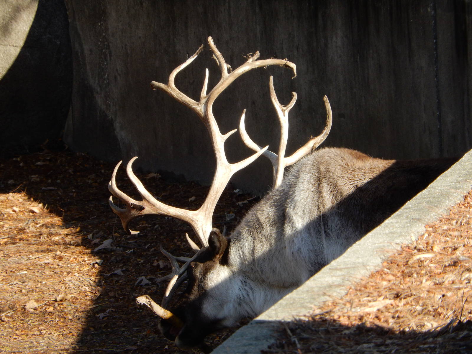 11/14/2015 - Caribou