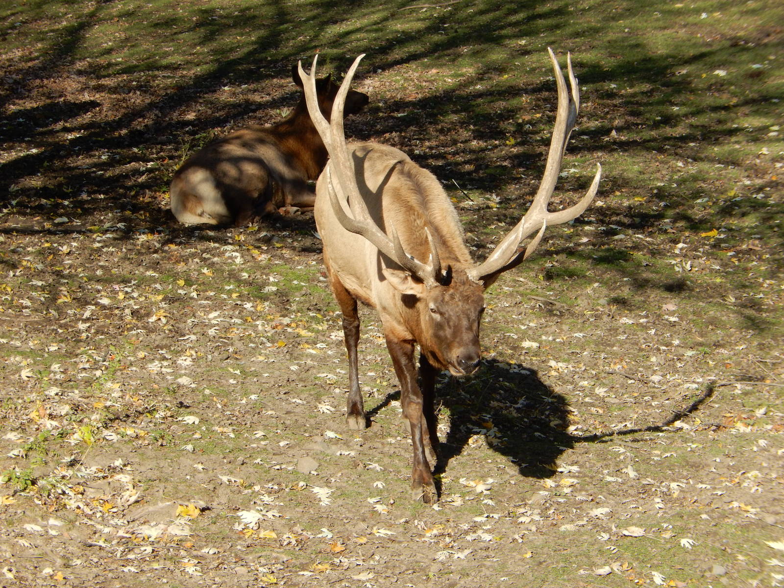 11/14/2015 - Comanche