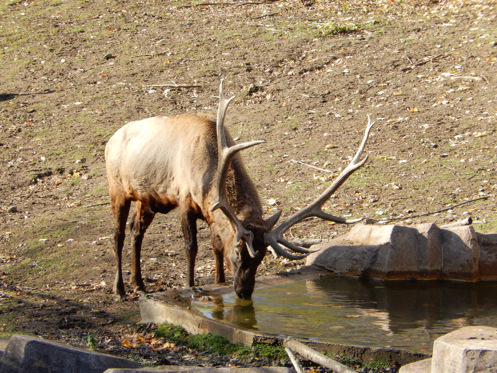 11/14/2015 - Comanche