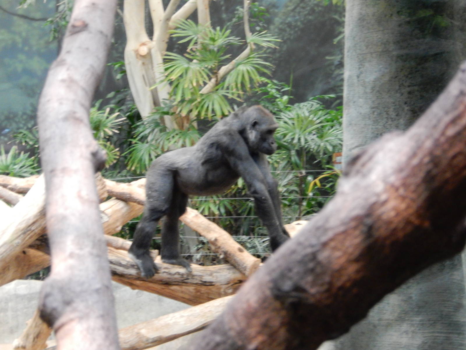 11/14/2015 - Female Gorilla