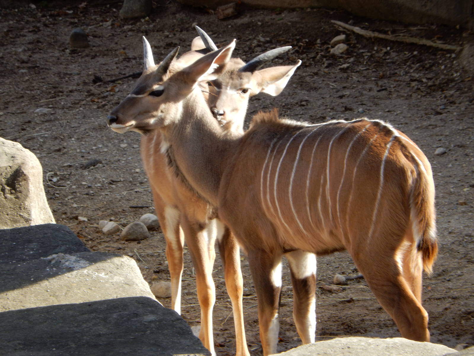 11/14/2015 - Greater Kudu Calves