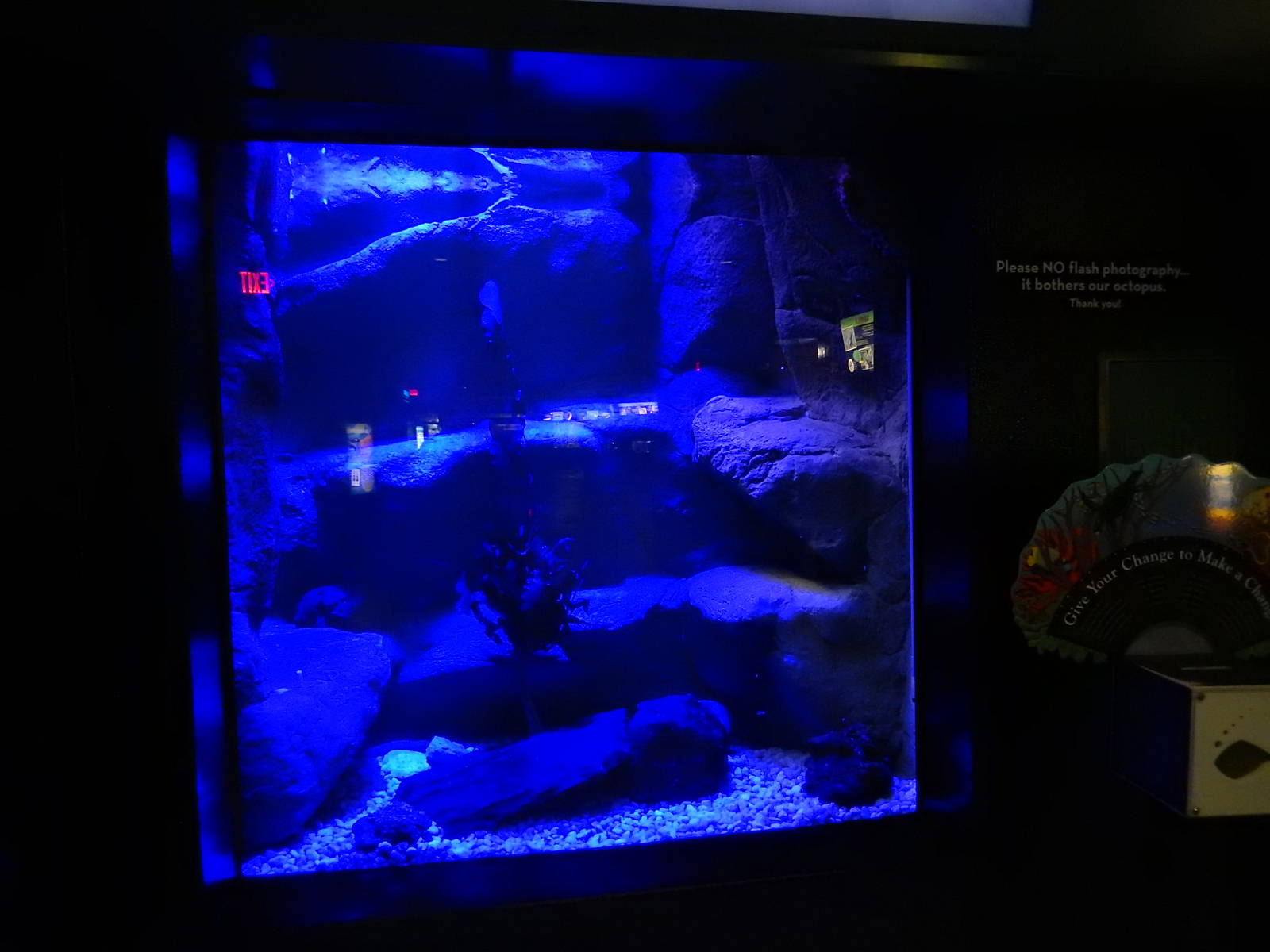 11/14/2015 - Octopus Tank Reopened