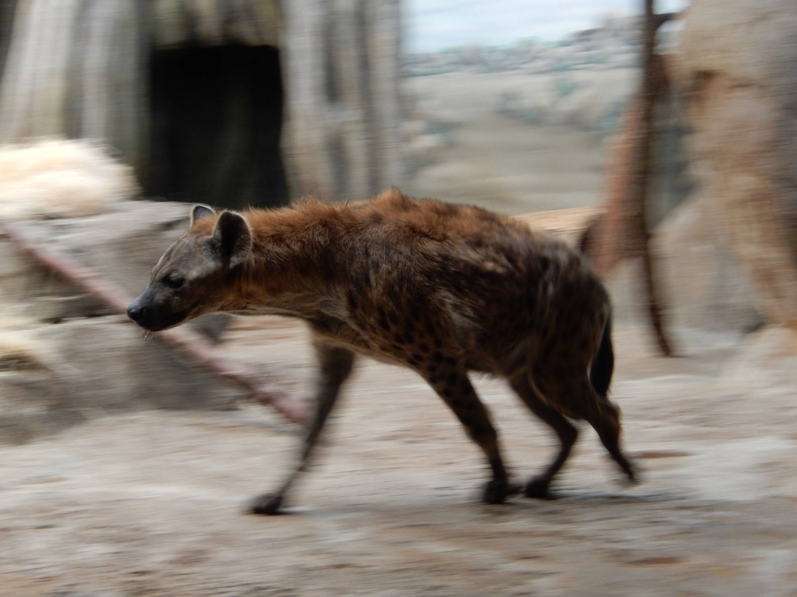 11/14/2015 - Panning Hyena