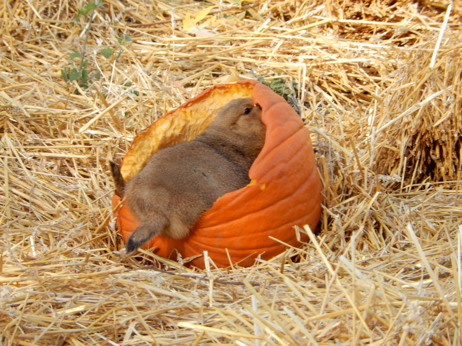 11/14/2015 - Prairie Pumpkin Dog