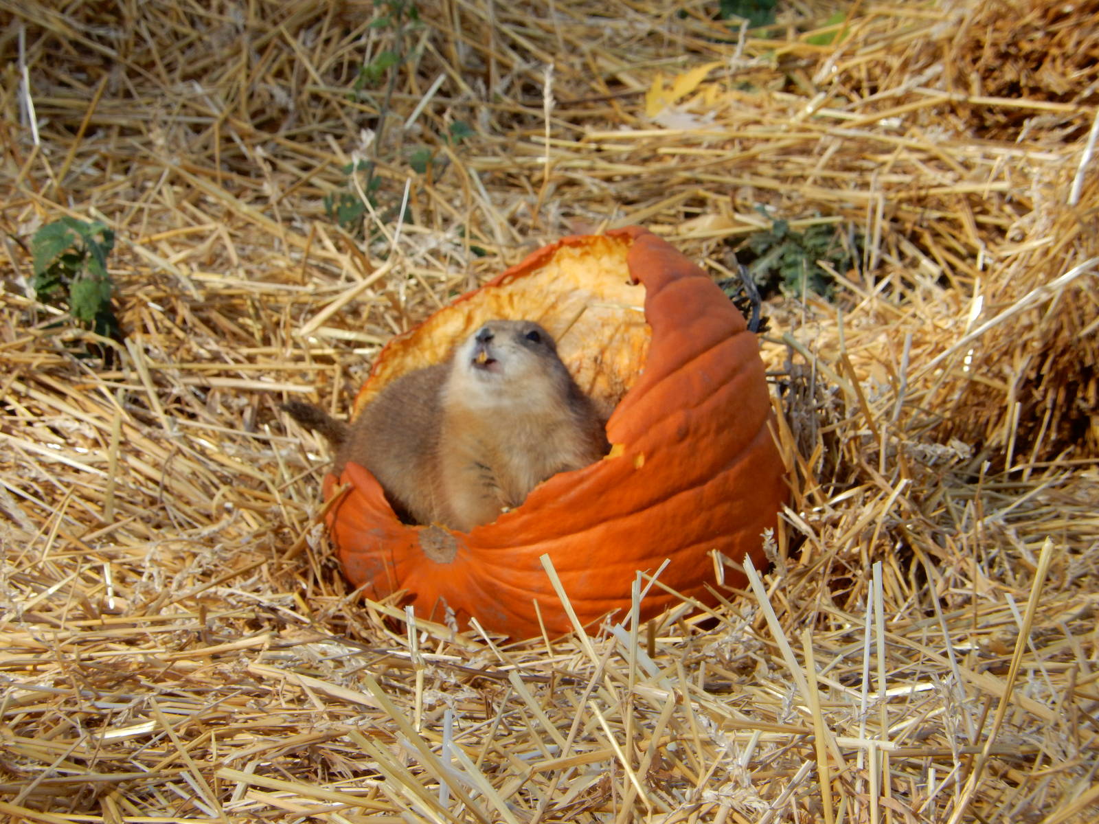 11/14/2015 - Prairie Pumpkin Dog