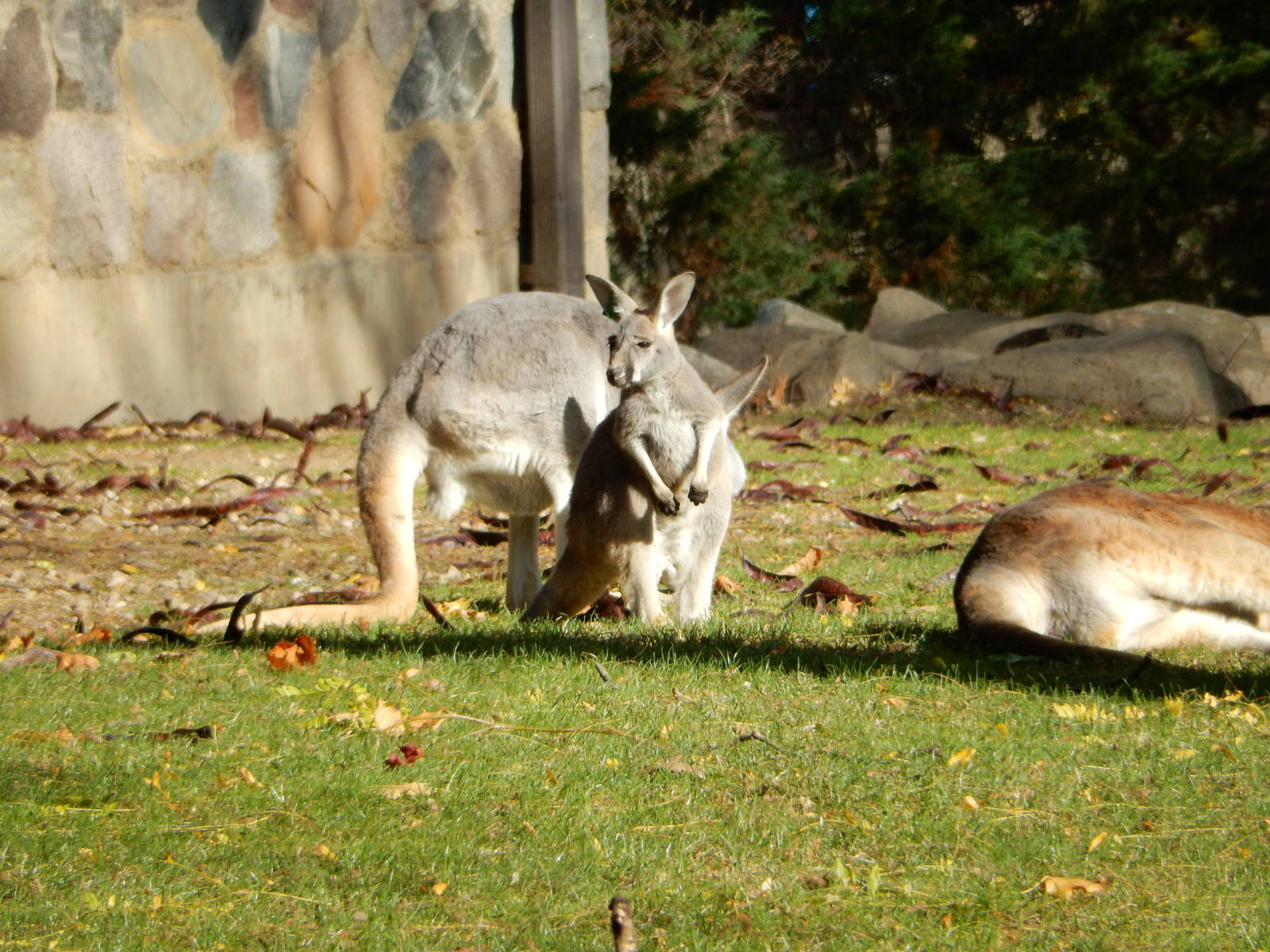 11/14/2015 - Red Kangaroo Joey