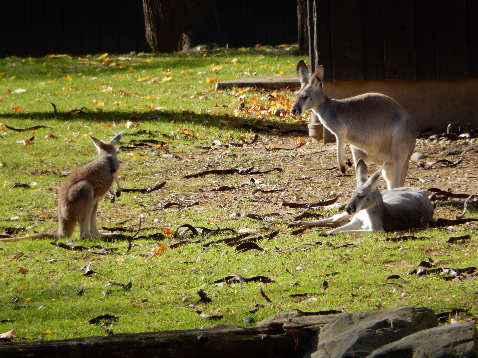 11/14/2015 - Red Kangaroos