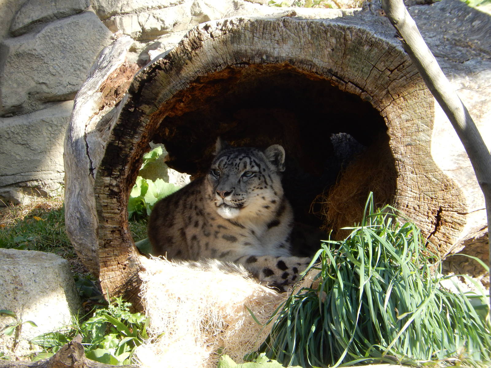 11/14/2015 - Snow Leopard