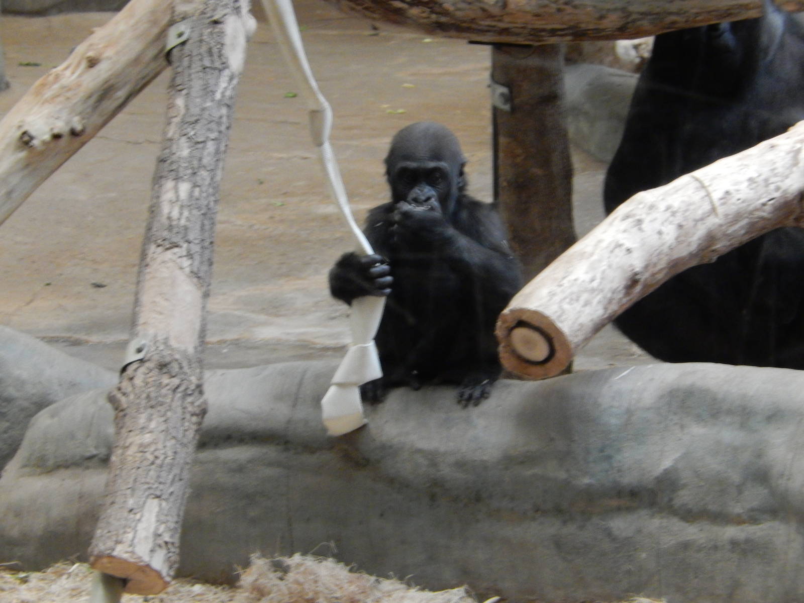 11/14/2015 - Sulaiman