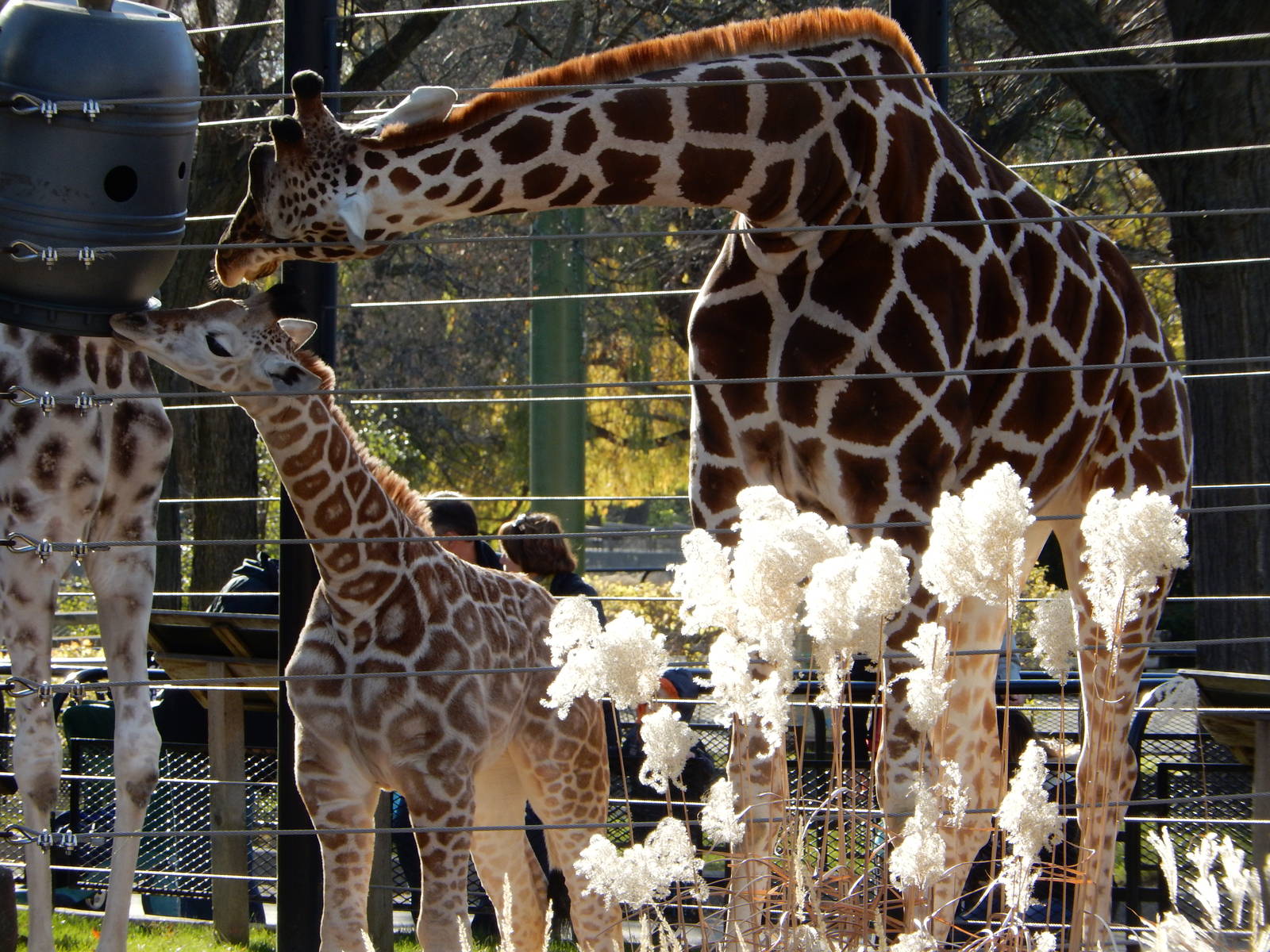 11/14/2015 - Tafari and Marlee