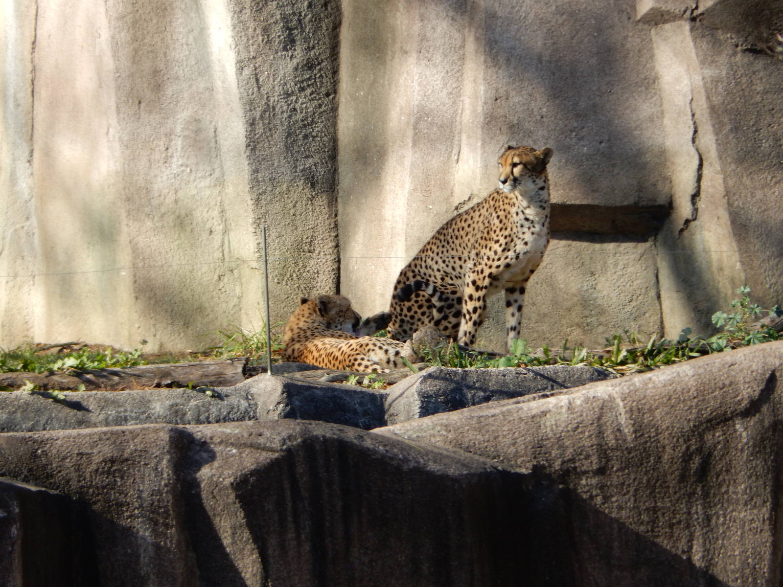 11/14/2015 - The Cheetah Girls