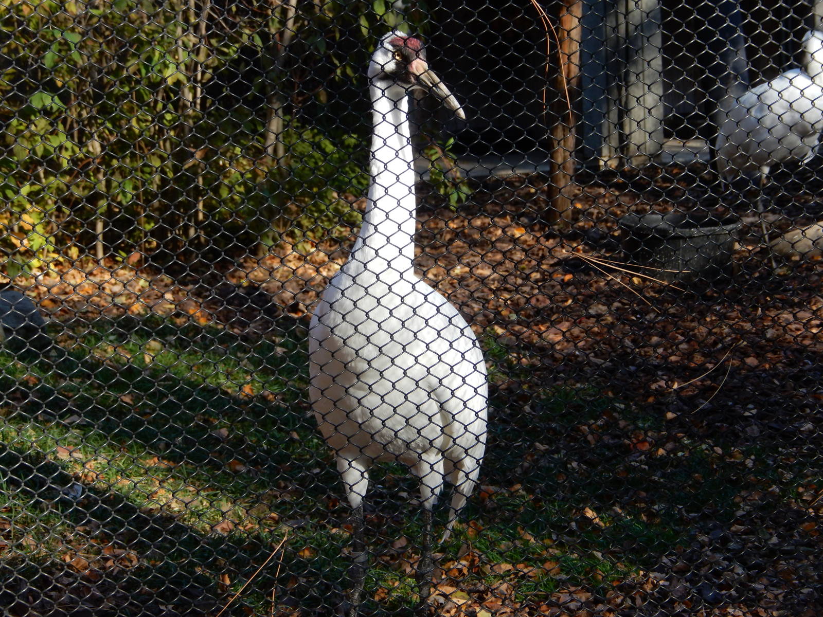 11/14/2015 - Whooping Crane