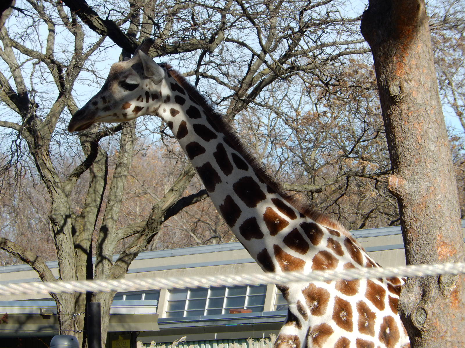 11/14/2015 - Ziggy the Proud Mother