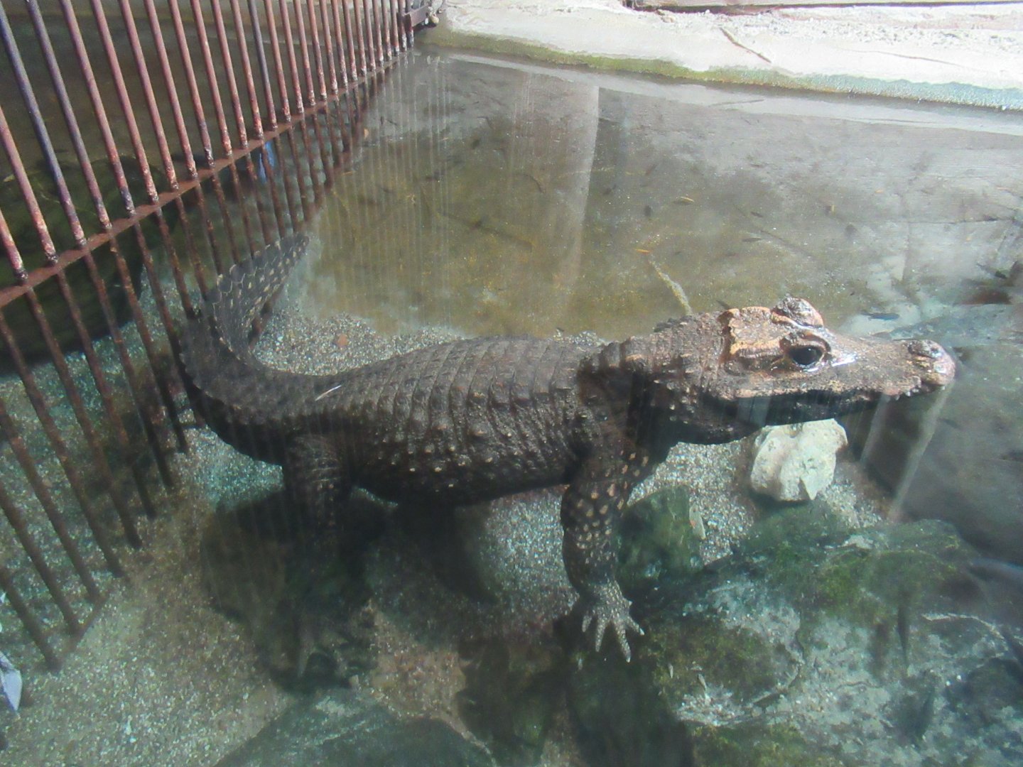 11 2023 - African Dwarf Crocodile