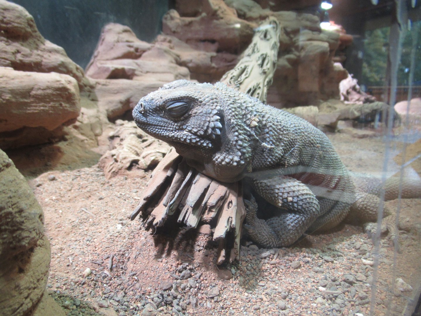11 2023 - Chuckwalla