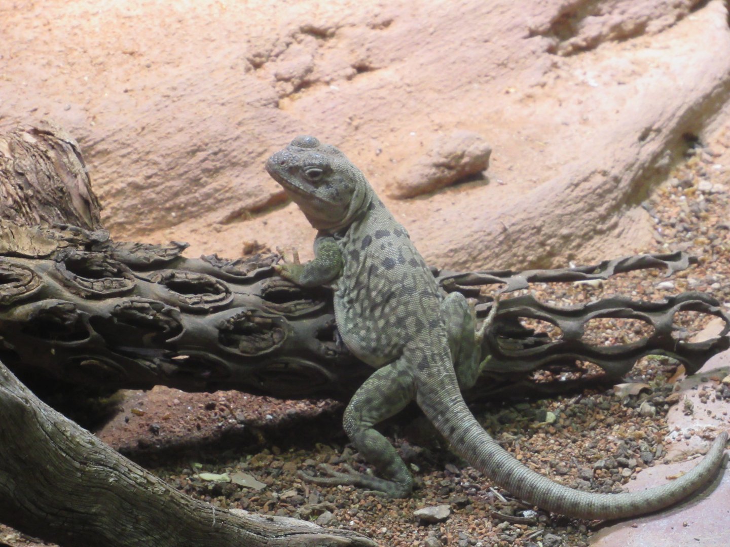 11 2023 - Collared lizard