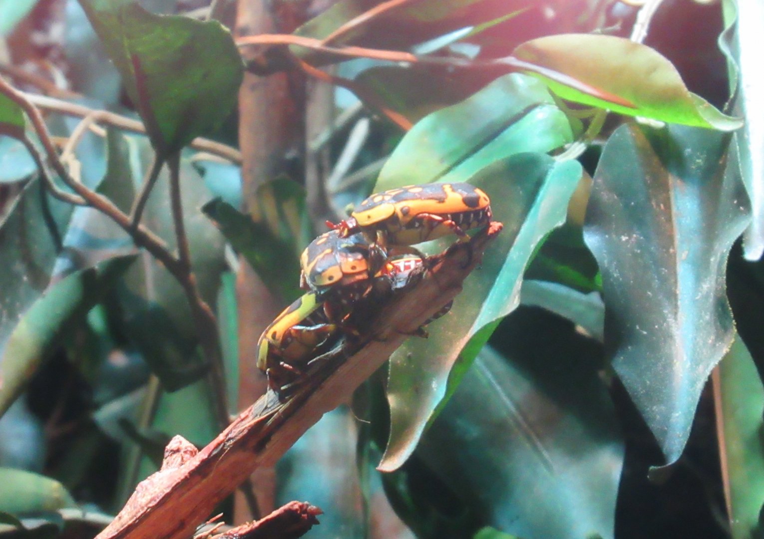 11 2023- Congo chafer beetle